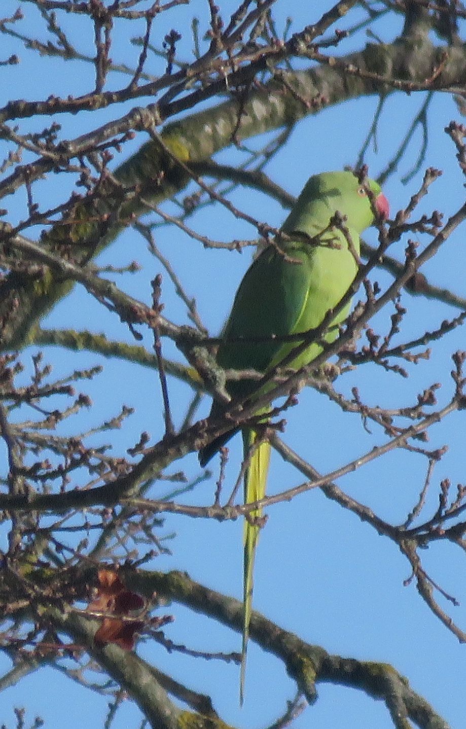  Ring necked Parakeet 